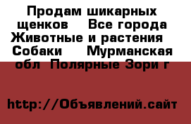 Продам шикарных щенков  - Все города Животные и растения » Собаки   . Мурманская обл.,Полярные Зори г.